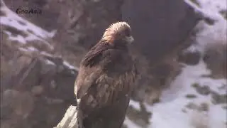Fighting of Golden Eagle and Cinereous Vulture, Fighting on the ground