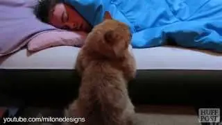 Кошки вместо будильника по утрам/Cats in the morning