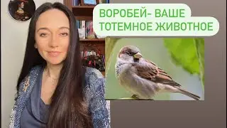 Воробей- ваше тотемное животное# Духовное животное# Духовная сила#