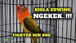 Lovebird Biola Ewing Gold Ngekek Fighter Pancingan Lawan !! 