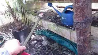 All Sabal palm trees get removed