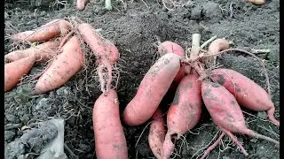 Подкапываю первый сладкий картофель батат.