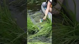 С такой водой чай можно и не добавлять #пуэр #щукарь #сплавпореке