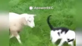 Приколы с котиками №7. Cat Music