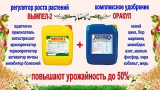 Регулятор роста Вымпел-2 + Микроудобрение Оракул Мультикомплекс. Сравнение с обычными удобрениями