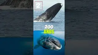 viven más que nosotros #animals #datoscuriosos #curiosidades
