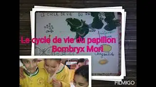 LE CYCLE DE VIE DU PAPILLON BOMBRYX MORI