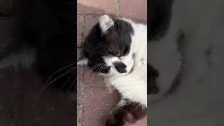 Не БОРЮСЬ с АИСТАМИ, БОБРАМИ,ГОЛУБЯМИ,СКВОРЦАМИ соседскими котами