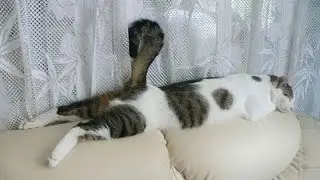 ПРИКОЛЫ С КОТАМИ №3 Смешное видео