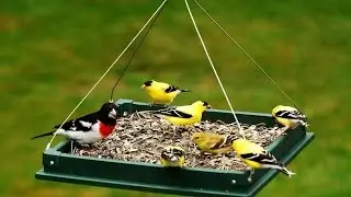 Виды кормушек для птиц своими руками фото