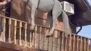 В Оренбурге коня эвакуировали с балкона дачного дома