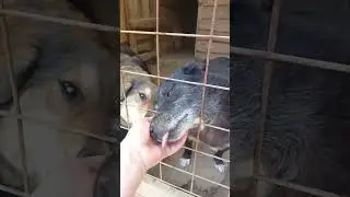 Добрые и ласковые собачки   #собака #dog #dogs