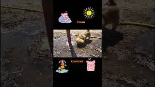 Хрюша любит лужи 😃🤣💕