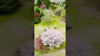 Capturing Sakura ( Cherry Blossom) using my DJI MINI SE #shorts #sakura2024 #japan #dji #djiminise