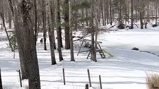 Running deer in snow