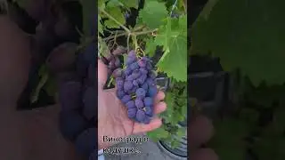 Как зреет виноград. Этапы созревания. Лето 2022.