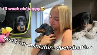 meet our miniature dachshund puppy...🥹