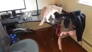 Как отучить кота лезть на стол