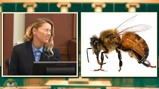 My Dog Stepped on a Bee, my Bee Stepped on a Dog - Amber Heard 🐕🐝 | Tobi Notes