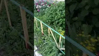 Я Подарю вам ландыши