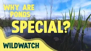 The Power of Ponds! | WildWatch April #nature #wetlands #ponds  #dragonfly  #plants #amphibians