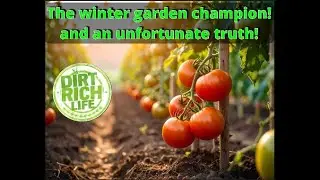 Winter Tomato Growing Guide 🌿 From Seed to Sauce