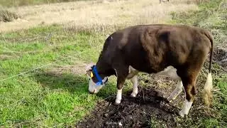 Первый выход на поле
