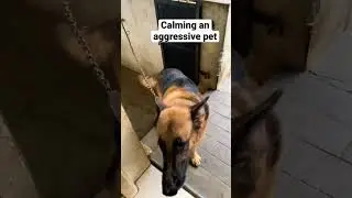 Calming an aggressive pet #gsd #pets #dog #viral #trending #trendingshorts #viralshorts #shorts