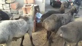 Кучкорлар сотилади. тел описанияда