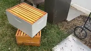 1st Lost Hive