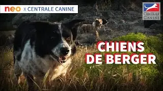 CHIENS DE BERGER - Neo x Centrale Canine