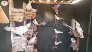 Geoge Small Roller Pigeons
