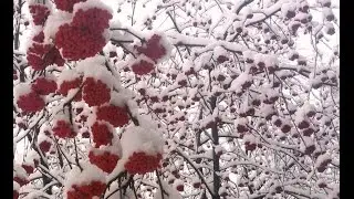 Страшное видео) Как правильно ездить на работу? - Вот так)