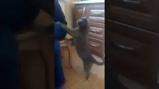 #Котейка