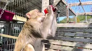 Yogurt Mustache Face of Rhesus Macaque Daisy Mae