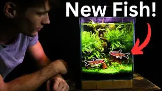 100+ Day Old Nano Aquarium! - Updates & Maintenance