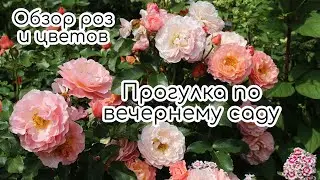 Прогулка по вечернему саду. Обзор роз и их компаньонов: астильбы, хосты, лилии, почвопокровники