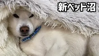 新ベッドに沼った白柴犬がお散歩後も直行していて可愛すぎましたw