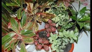 Обзор кротонов, фиттоний, аглаонем и шифлеры. krotons, pittoni, aglaonema and shifler.