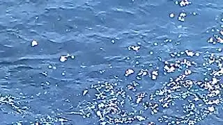 Рыбачка 2019!