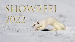 Wildlife Cinematographer Niklas Weber | Showreel 2022