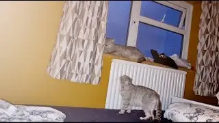 Chloe the cat meows loudly and asks for love from the cat's dad 💘 Meow
