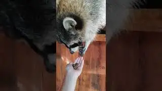 Енот кушает с рук #ручнойенот