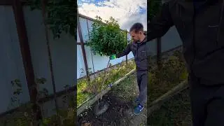 Как Пригнуть Штамбовую Розу Легко #розыартема #розы #штамбовыерозы #сад #садоводство