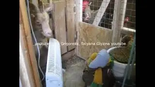 Рома прыгает