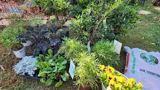 New plant purchases this week, Lowes clearance plants and a few beauties for the Fall planters.