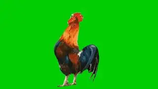 Roster green screen animation| Editor G