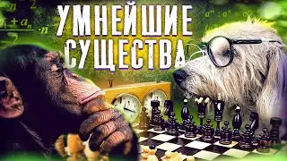 Топ 5 умнейших ЖИВОТНЫХ