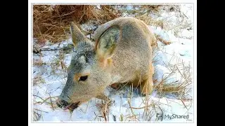 ОХОТА НА СИБИРСКУЮ КОСУЛЮ ПО ПЕРВОМУ СНЕГУ