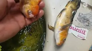 Se Murieron algunos peces😭
